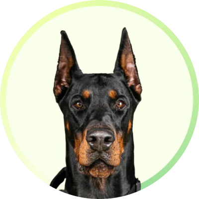 Doberman