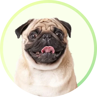 Pug