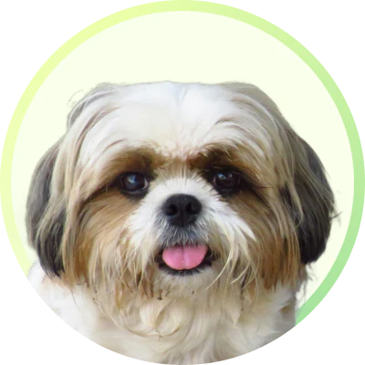 Shih Tzu